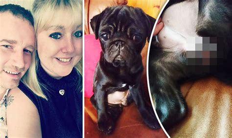 Female Pug Dog Grows Penis Stunning Yorkshire Owners