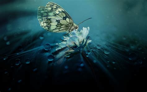 Beautiful Butterfly Nature Wallpaperhd Nature Wallpapers4k Wallpapers