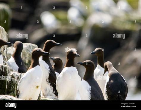 Guillemot Colonies Nesting On Sea Cliffs In The Uk Stock Photo Alamy