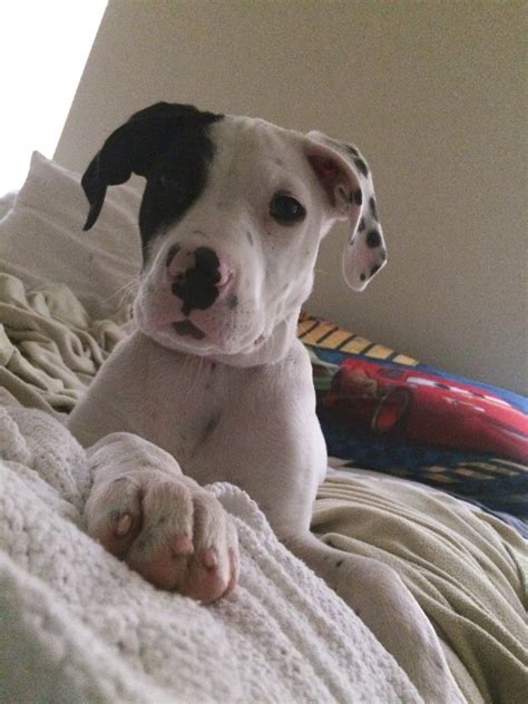 Pitbull Mixed With Great Dane Puppies