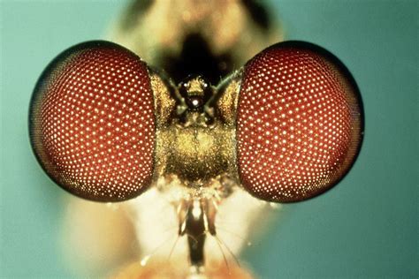 Nature Blows My Mind Optical Wonders Of Insect Eyes