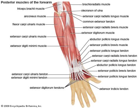 Muscles Of The Arm Anterior Images And Pictures Becuo