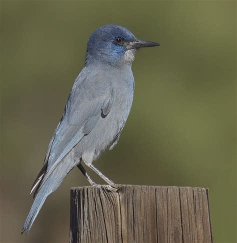 Pinyon Jay San Diego Bird Spot