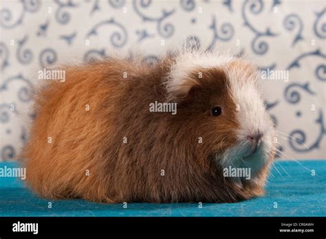 Swiss Teddy Guinea Pig Pedigree Guinea Pig Stock Photo Alamy
