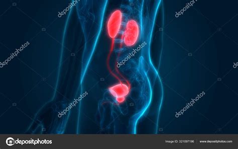 Menselijke Urinewegen Nieren Anatomie Stockfoto Rechtenvrije Foto Door Magicmine