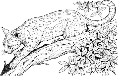 Dibujos De Leopardo 9717 Animales Para Colorear Y Pintar Páginas