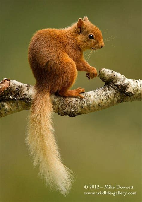 Red Squirrelscottish Highlands By Mike Dowsett On 500px Squirrel
