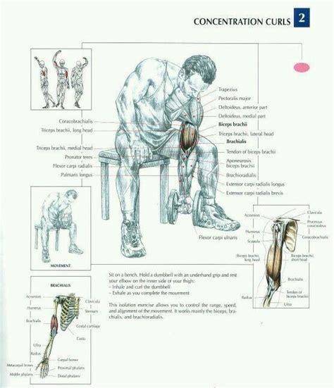 Pin By Chef Charles Harris On Exerciții Fizice In 2020 Biceps Workout