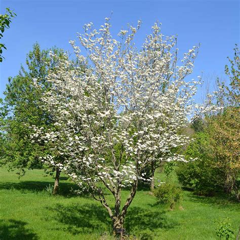 White Dogwood Trees For Sale At Arbor Days Online Tree Nursery Arbor
