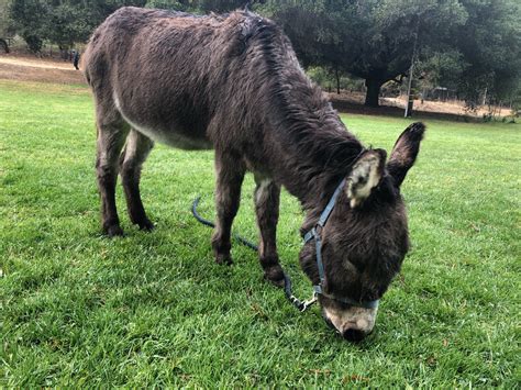 Meet Buddy The New Donkey Now Living In Barron Park Palo Alto Online