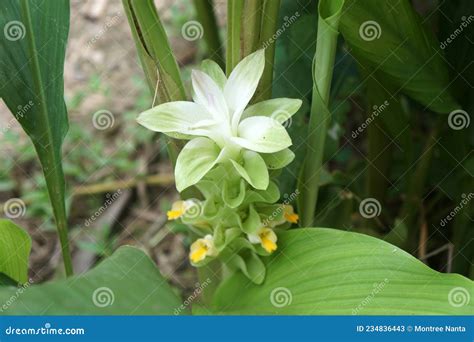 Fresh White Turmeric Or Curcumin Flowers In The Garden Stock Image