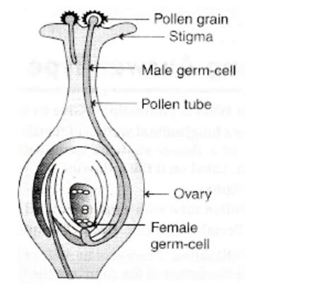 Draw The Diagram Showing Germination Of Pollen On Stigma And Label The