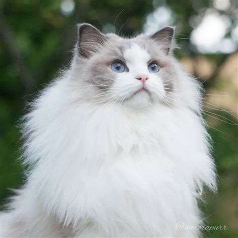 Princess Aurora Blue Bicolor Ragdoll Aurorapurr Maine Coon Hello