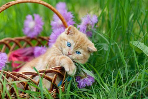 Cute Cat Pictures With Flowers Cats With Flowers Petal