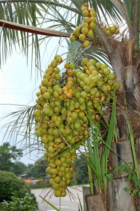 Should seed pods be removed from palm trees? Connections More: Pindo Palm