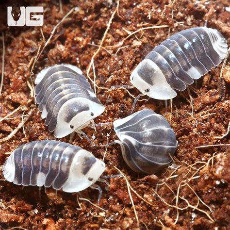 "White" Ducky Isopods (Cubaris Sp. White Ducky) For Sale - Underground