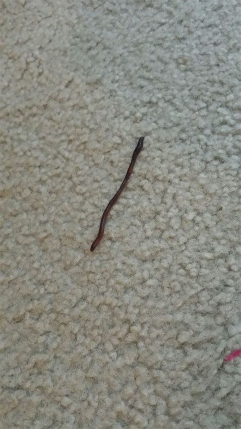 These things, regrettably, come together with a need for sufficient cabinet and also worktop space, which can create an issue if your kitchen's a little smaller. Little Black Worms On My Ceiling - Shelly Lighting