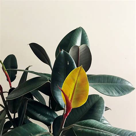 How To Care For Rubber Plants Indoor Plant Addicts