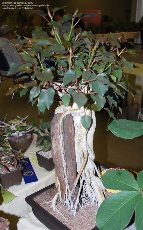 This guide includes detailed information about the cost of nursing home care in los angeles and nearby cities, as well as information regarding. PlantFiles Pictures: Ficus Species, Lava Fig, Mary's Tree ...