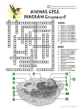 Mitochondria orange converts stored food into energy 3. Animal Cell Crossword with Diagram {Editable} by Tangstar ...
