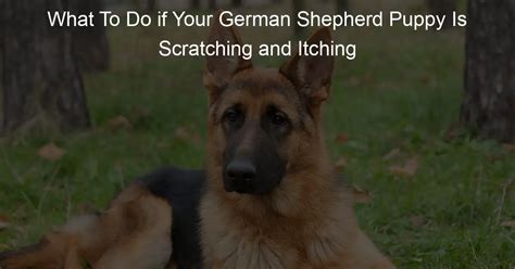 What To Do If Your German Shepherd Puppy Is Scratching And Itching