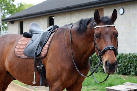 The 3 Best English Saddles Reviews And Buying Guide Equineigh