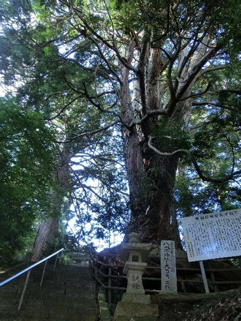 The site owner hides the web page description. 八栄神社の大ヒノキ：北広島町（大朝） - ヌーおぢさんは投稿する