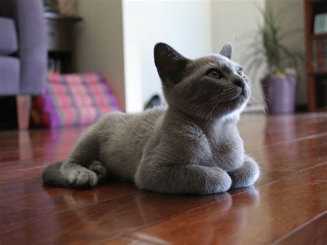 I Love It When Cats Sit Like This Burmese Kittens Burmese Cat Grey