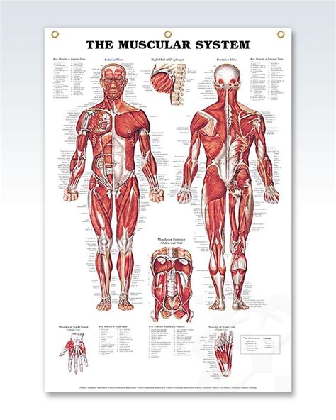 Muscles of the foot laminated anatomy chart. The Muscular System Enlarged Anatomy Poster - ClinicalPosters