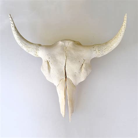 Full Bison Skull Philmore Touch Of Modern