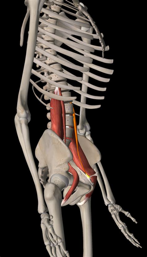 Psoas And Piriformis Two Pain Causing Ps Gfr Greenville Fitness