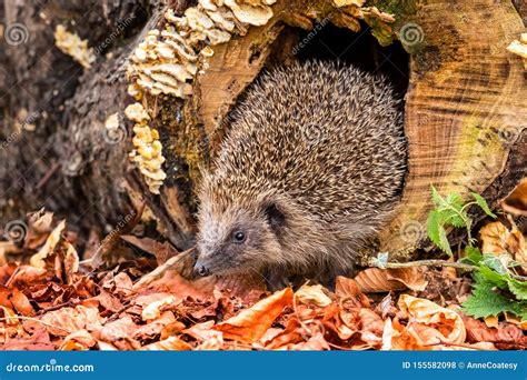 Wild Native European Hedgehog In Autumn Facing To The Front Royalty
