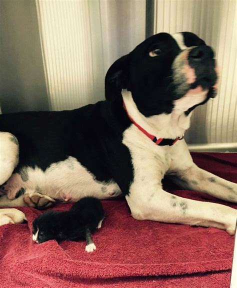 Photos Pit Bull Adopts Kitten As Her Own