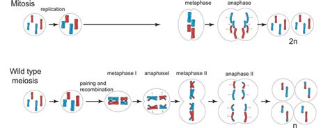 Below we highlight the keys differences and similarities between the two types of cell division. Sample Essay on Comparison between Mitosis and Meiosis