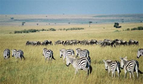 Historically the grevys inhabited the semi arid scrublands and plains of somalia ethiopia eritrea. Zebra Habitat - About Zebras - Online Biology Dictionary