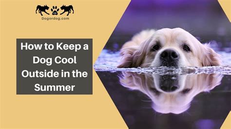 How To Keep A Dog Cool Outside In The Summer Simple Guide