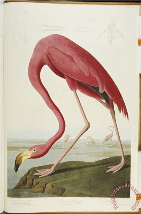John James Audubon Audubon American Flamingo From The Birds Of America