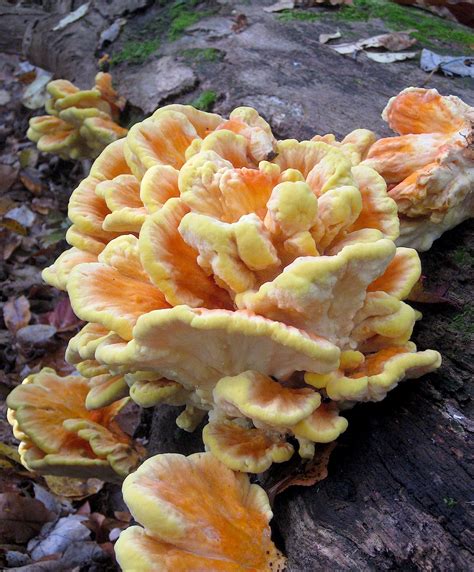 5 Easy-To-Identify Edible Mushrooms For The Beginning Mushroom Hunter gambar png