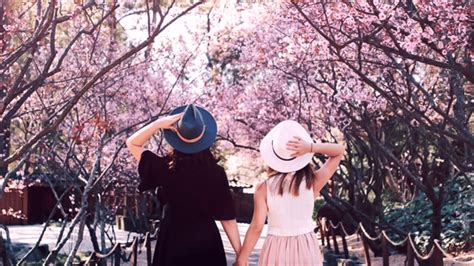 Sydney S Lovely Cherry Blossom Festival Returns This August Secret Sydney