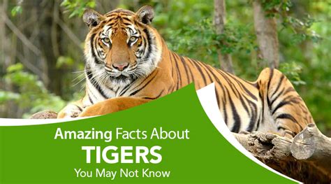 072023 20 Amazing Facts About Tiger You Never Knew
