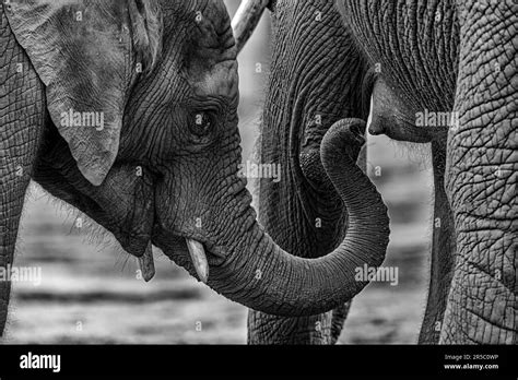 Two African Elephants Standing Side By Side Touching Trunks In A Show