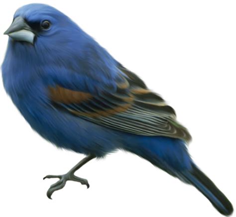 Blue Sparrow Png Download Bird Png Image Sparrow Animals Birds Png