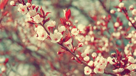 Free phone backgrounds and desktop backgrounds in pretty pink christmas, festive. Die 84+ Besten Natur Hintergrundbilder Tumblr