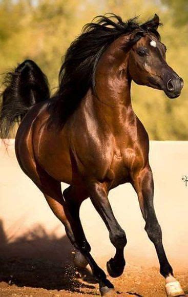 These attributes do not just describe a beautiful dame but also the webkinz brown arabian. Beautiful running horse. | Horses, Beautiful arabian ...