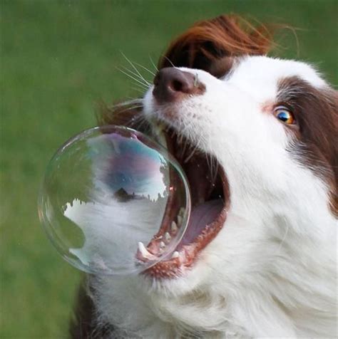 Dog Biting Bubbles Baby Laughing Simonvanzuylenwood
