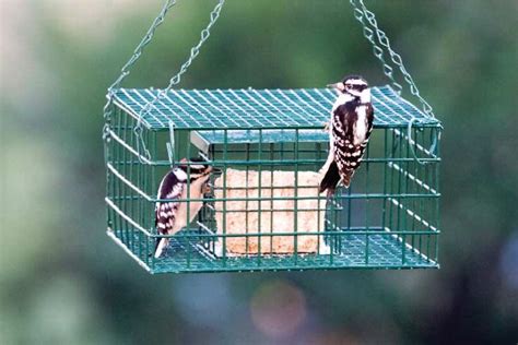 Starling Proof Suet Feeder And Other Ways To Discourage Bullies