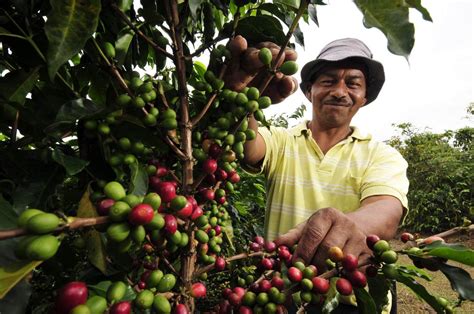 Colombian Coffee Production Up 8 Q Colombia