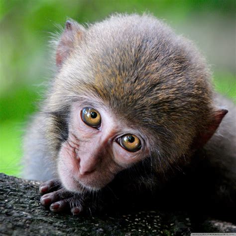 Free Photo Monkey Eyes Animal Ape Bspo06 Free Download Jooinn