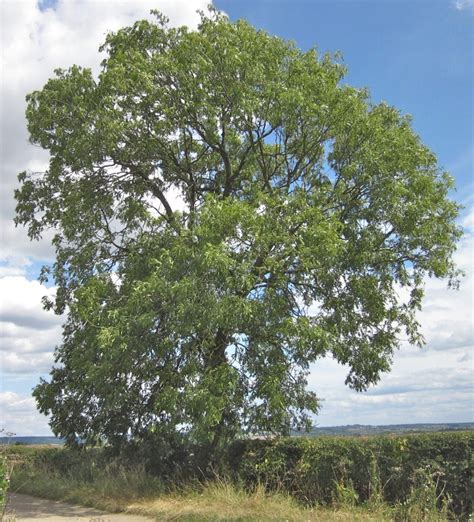 Ash Tree Guide Uk Common Ash Tree Identification