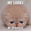 I'm Sorry Cat Meme | Cute cat face, Kitten pictures, Animals